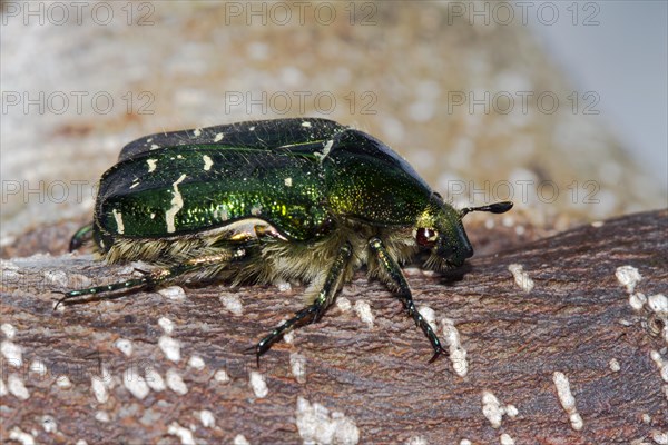 Rose chafer