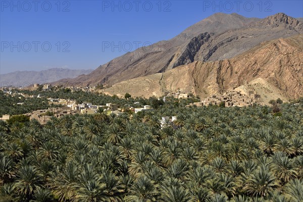 Birkat al Mawz oasis