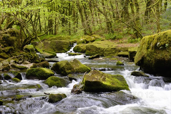 Golitha Falls