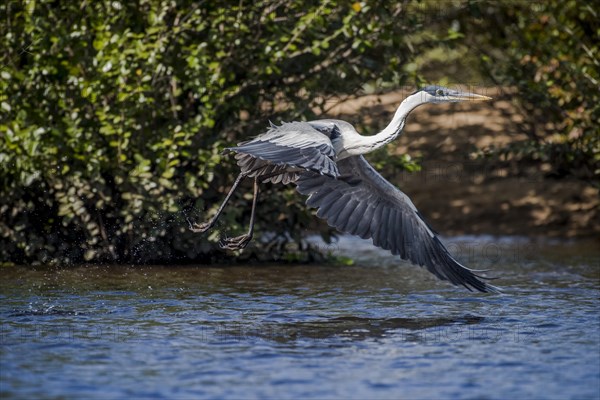 Cocoi heron