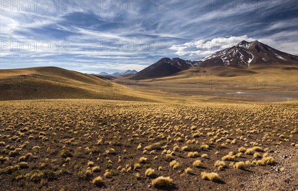 Andean highlands with yyellow Peruvian feathergrass