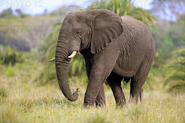 African Elephant