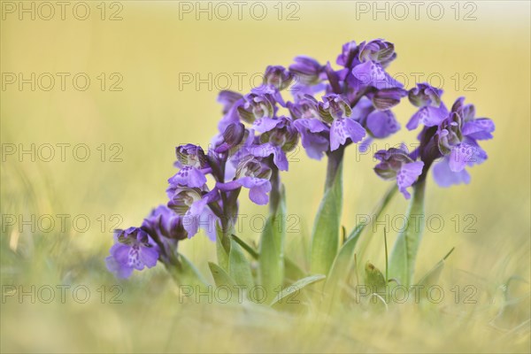 Green-winged orchid