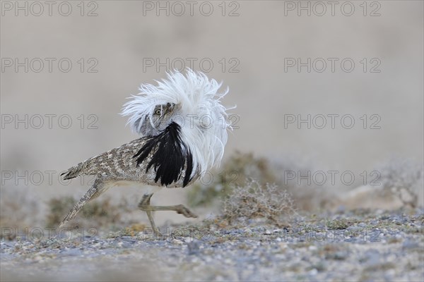 Mating Houbara bustard