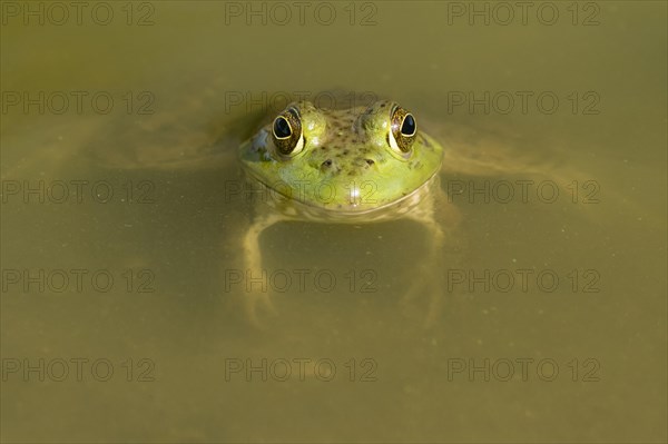 American bullfrog