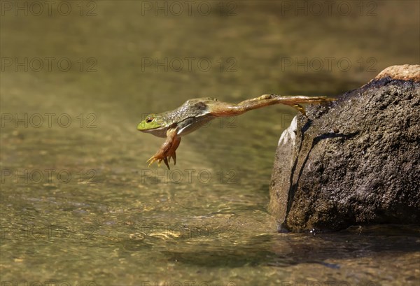 Adult American bullfrog