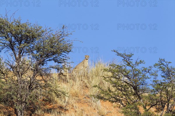 Cheetah