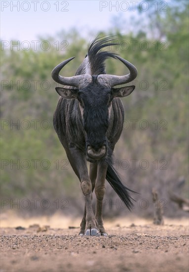 Blue wildebeest