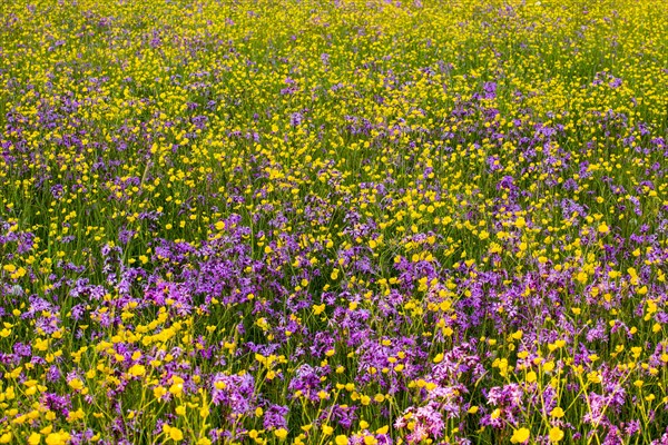 Sea of blossoms