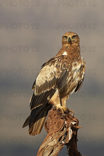 Tawny eagle