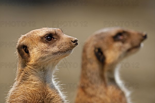 Meerkat