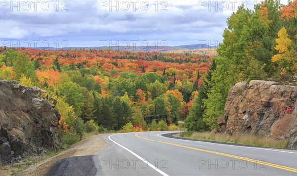 Road through autumn forest