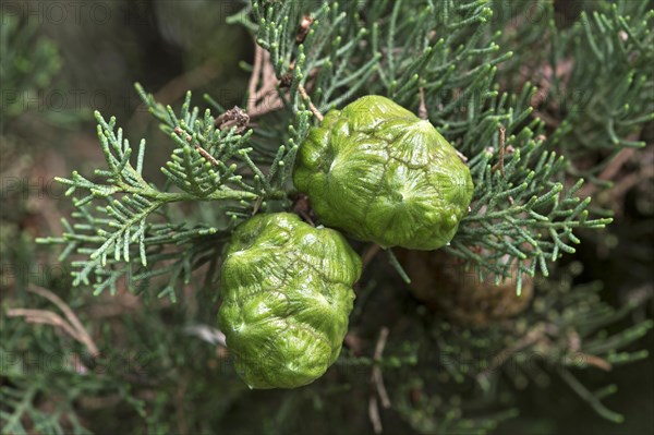 Young cones