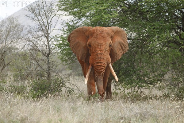 African bush elephant