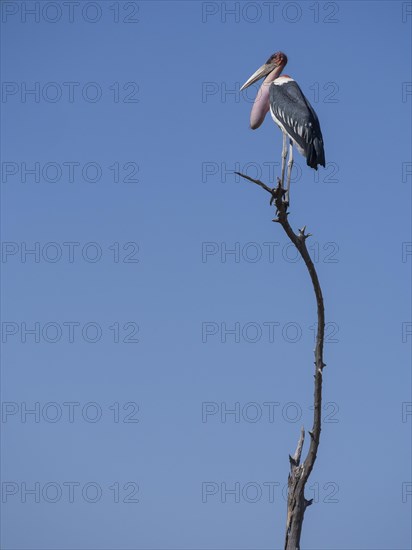 Marabou stork