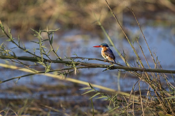 Malachite kingfisher