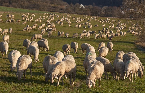 Domestic sheep