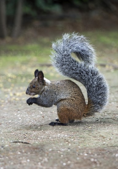 Guayaquil squirrel