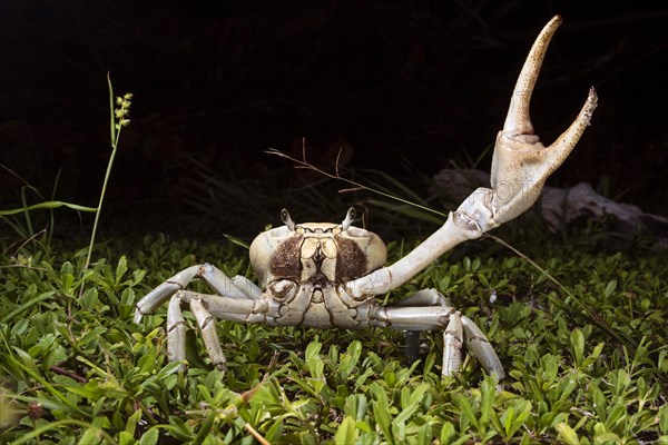 Blue land crab