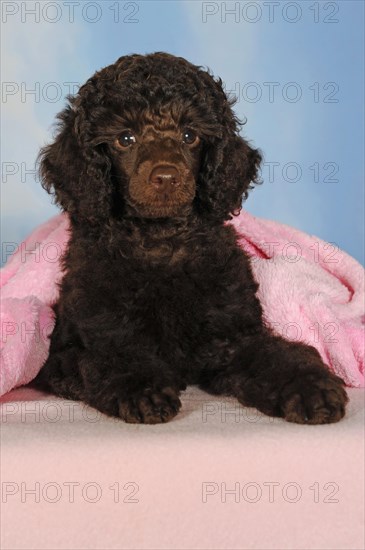 Miniature poodle