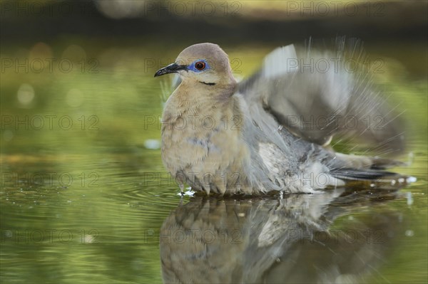 White-winged Dove