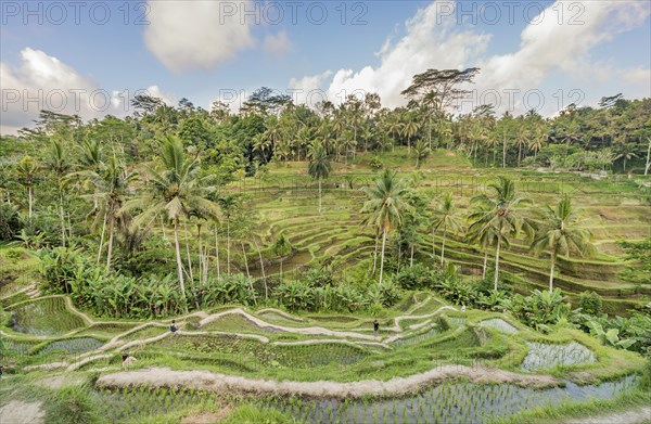 Jatiluwih rice terraces