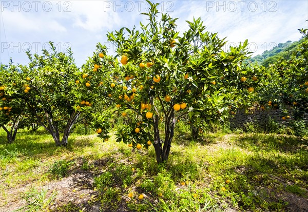 Orange tree on plantation