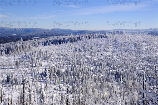 Forest regeneration