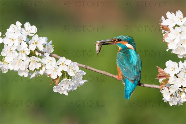 Kingfisher