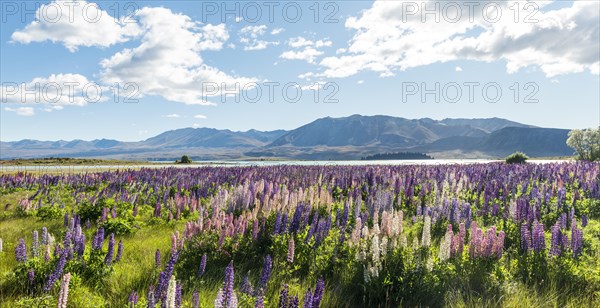 Purple large-leaved lupins