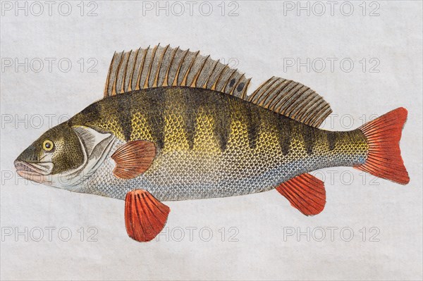 Perch