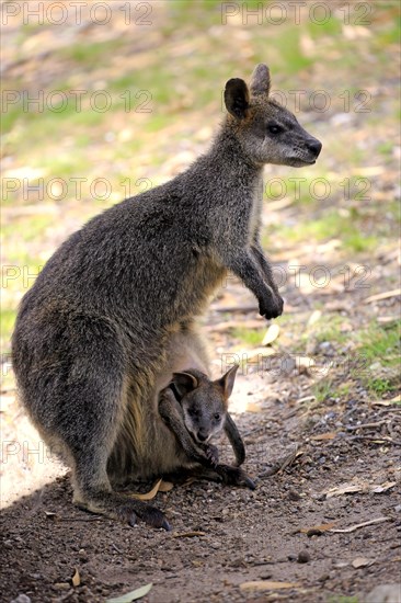 Swamp Wallaby