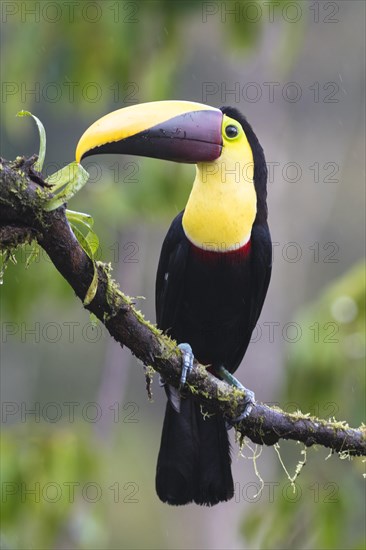 Black-mandibled toucan