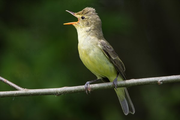 Icterine warbler