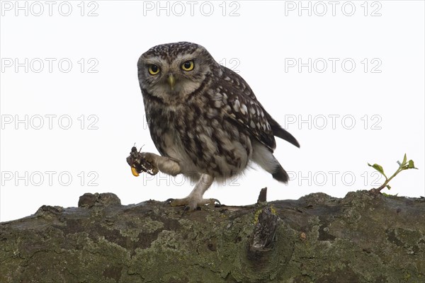 Little owl