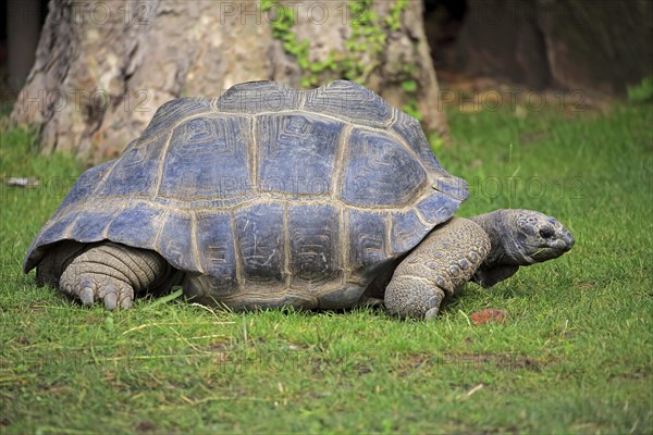 Aldabra Giant Tortoise