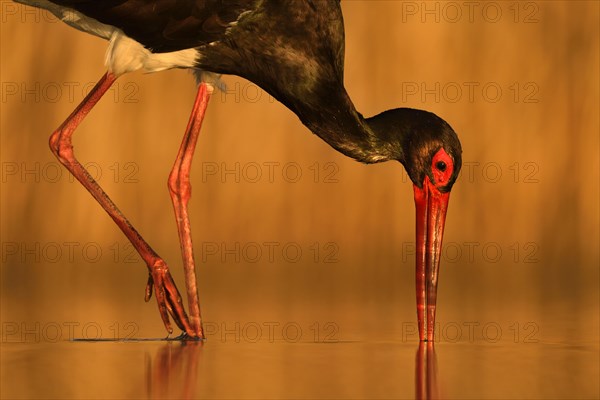 Black stork