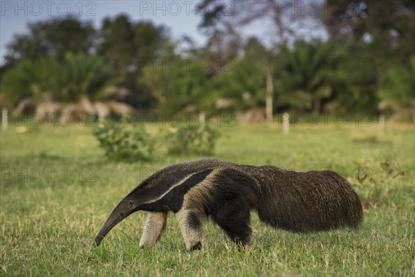 Giant anteater