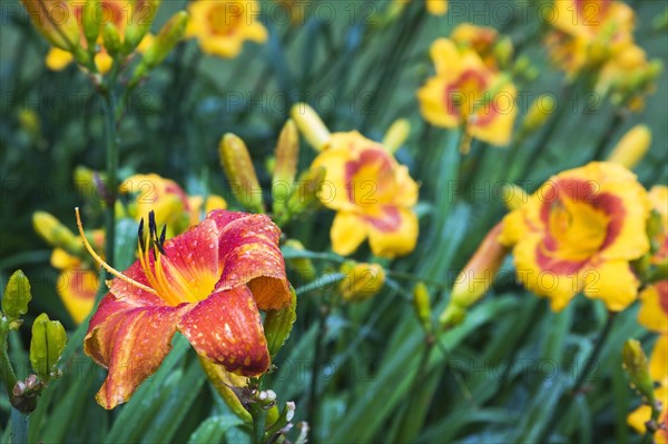 Close-up of red and orange Hemerocallis Veronique