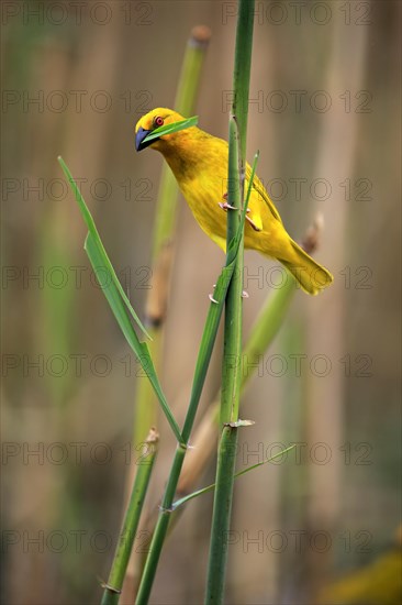 Eastern Golden Weaver