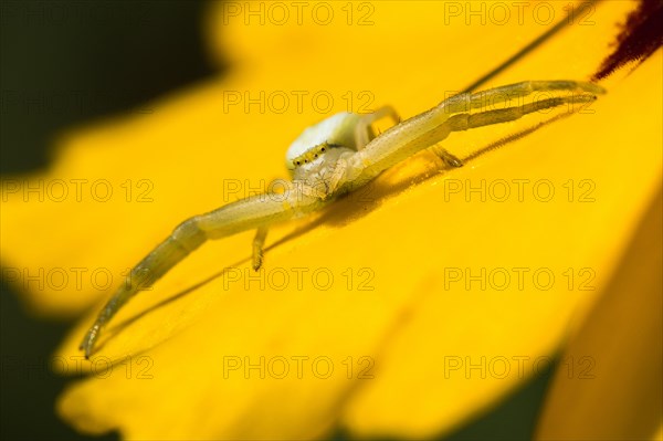 Goldenrod crab spider