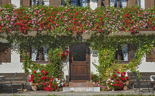 Farmhouse with blossoming Geraniumn