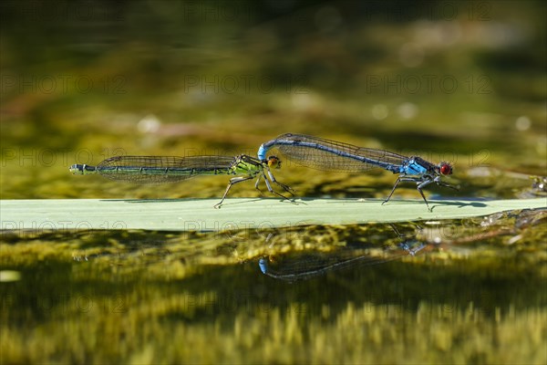 Red-eyed Damselfly