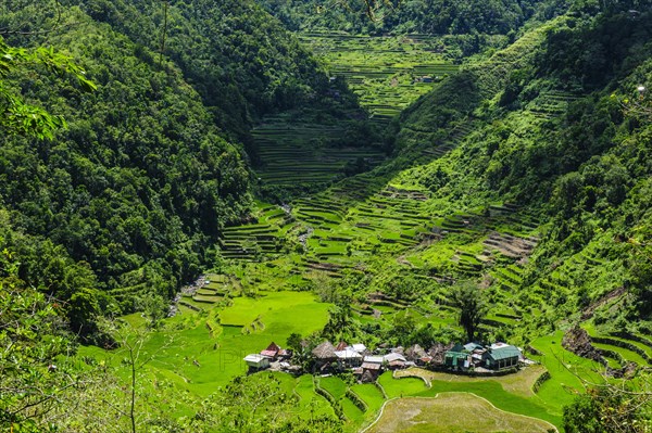 Bangaan in the rice terraces of Banaue