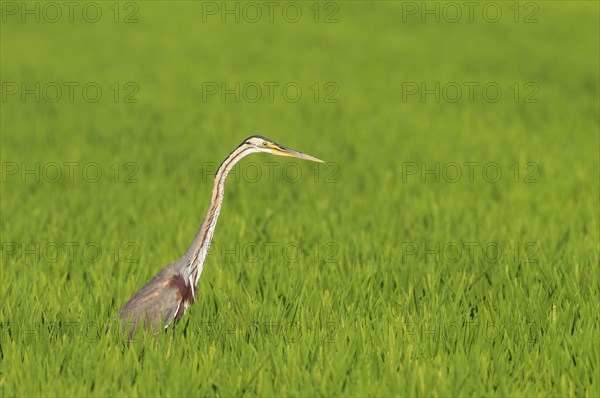 Purple Heron