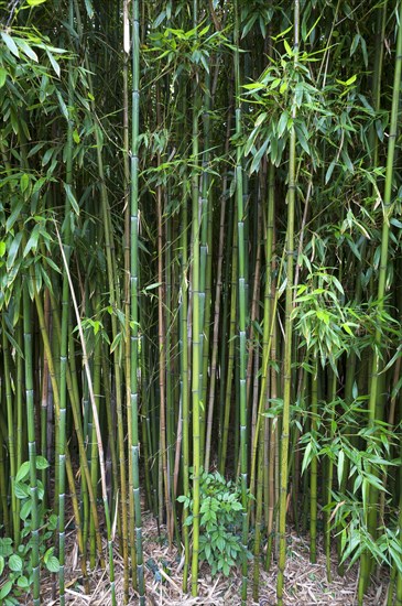 Bamboo Forest