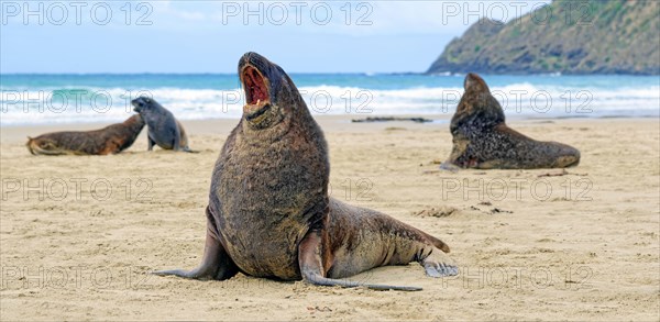 New Zealand sea lions