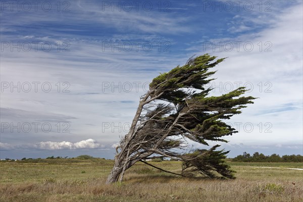 Single windbroken tree, Ile d'Oléron