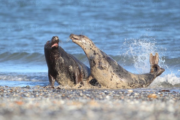 Grey Seals