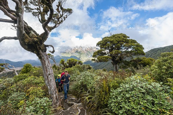 Hiker on hiking trail through forest